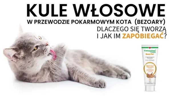 Szary kot czyści futerko, zapobiegając tworzeniu się kulek włosowych. Obok tubka karmy Vetoquinol Bezo-Pet.