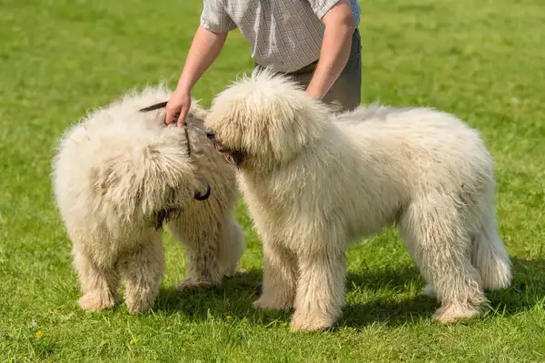 Zwei flauschige Komondor Hunde stehen auf einer grünen Wiese, während eine Hand das Fell eines Hundes streichelt.