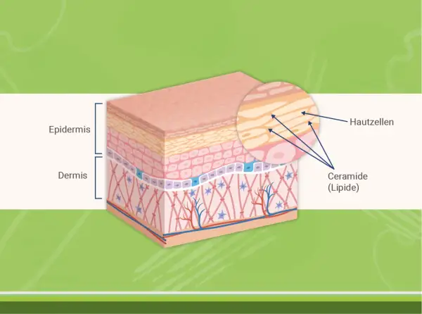 Hautschichten mit Epidermis und Dermis. Nahaufnahme zeigt Hautzellen und die wichtige Ceramide (Lipide) Wirkung für die Hautbarriere.
