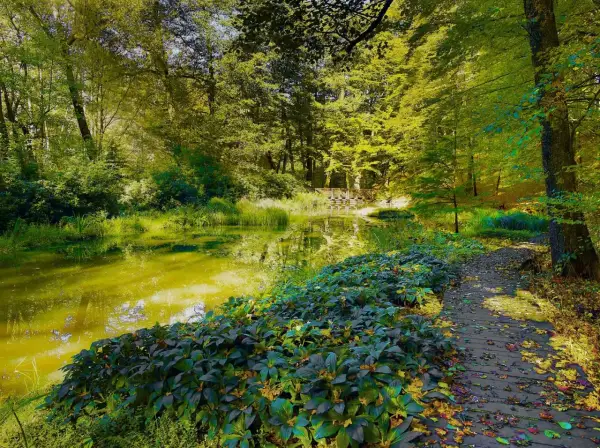 Malowniczy staw i drewniana ścieżka w cysterskim parku krajobrazowym. Słońce przebija się przez liście, tworząc złote refleksy na wodzie.