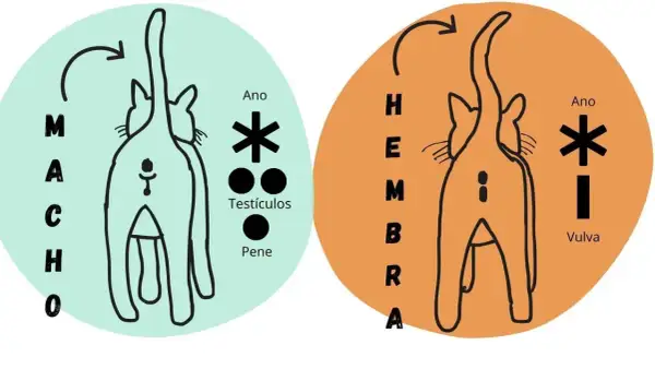 Ilustración comparativa para saber si un gato es macho o hembra, mostrando la zona genital y anal de ambos.