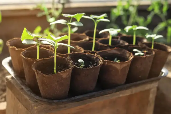 Młode sadzonki ogórków w doniczkach torfowych na tacy.