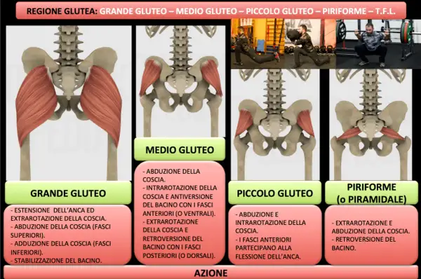 Illustrazione anatomica del grande gluteo, con dettagli sui muscoli e le loro funzioni, inclusi esercizi di allenamento.
