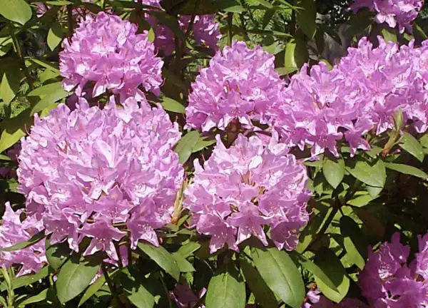 Piękne, fioletowe kwiaty rododendronów. Czy azalia doniczkowa nadaje się do ogrodu? Tak, jeśli zapewnisz jej odpowiednie warunki.