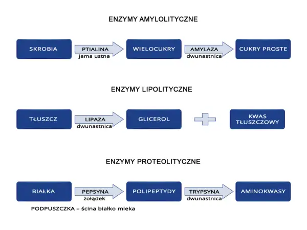 Schemat trawienia: skrobia przez amylazę rozkładana do cukrów prostych. Tłuszcze na glicerol i kwasy tłuszczowe. Białka na aminokwasy.