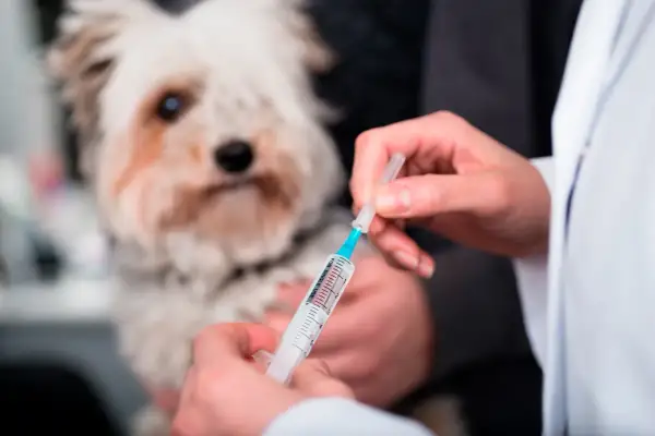 Veterinario prepara inyección para un perro con posible enfermedad de Addison.