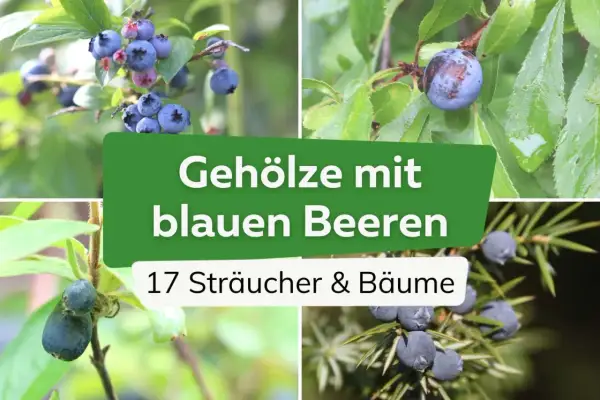 Vier Bilder zeigen verschiedene essbare blaue Beeren an Sträuchern und Bäumen, darunter Blaubeeren und Wacholderbeeren.