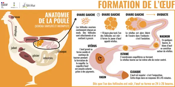 Schéma de l'anatomie de la poule et de la formation de l'œuf, de l'ovaire au cloaque, expliquant le processus de maturation des follicules et la formation de la coquille.