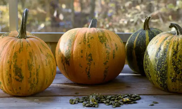 Flera pumpor, varav en butternutpumpa, ligger på ett träbord. Framför pumporna ligger pumpafrön.