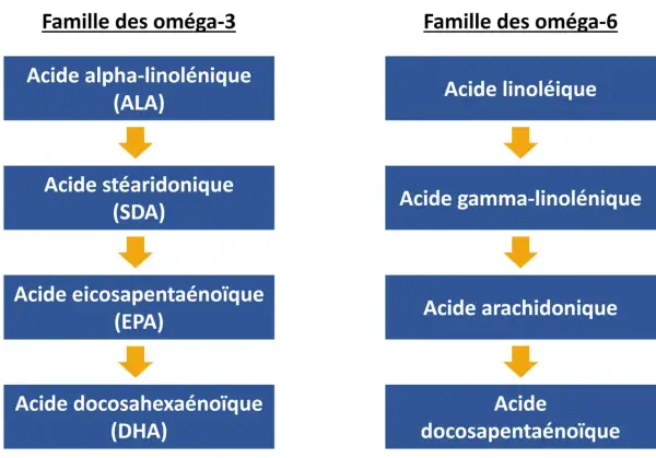 Schéma des familles oméga-3 et oméga-6, montrant la transformation des acides gras. L'oméga-3 est essentiel pour le corps.