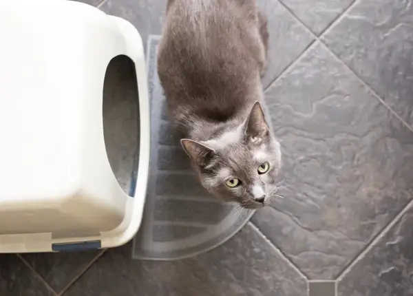 A grey cat sits on a litter mat next to a white litter box. The general rule for how many litter boxes per cat is one plus one.