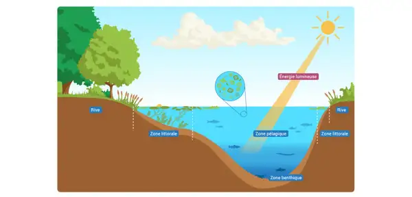 Schéma illustrant la définition d'un étang : rive, zone littorale, pélagique et benthique, avec l'énergie lumineuse du soleil.