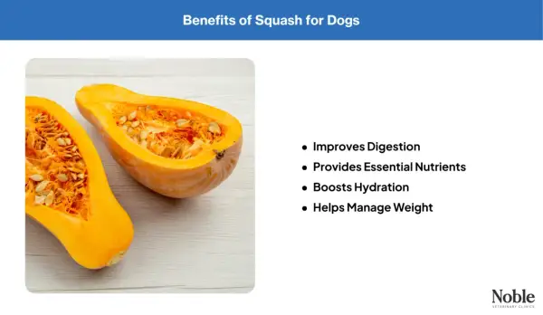 A halved butternut squash, showing its seeds and flesh, illustrates the benefits of squash for dogs, including improved digestion and weight management.