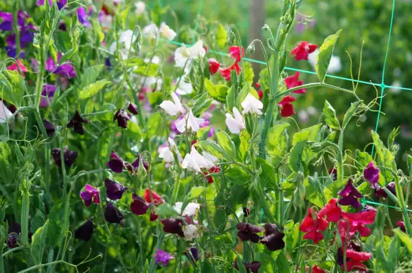 En frodig rabatt med luktärter i olika färger, som en vacker april månadsblomma. Vattenpärlor glänser på blommorna.