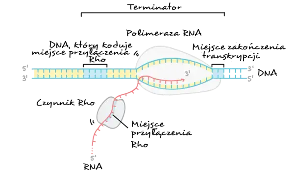 Proces transkrypcji: polimeraza RNA tworzy nić mRNA (różową) na matrycy DNA (żółtej i niebieskiej).