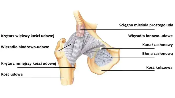 Anatomia stawu biodrowego z zaznaczonymi strukturami, w tym więzadłem biodrowo-udowym, które może wpływać na wygląd tzw. "hip dips".