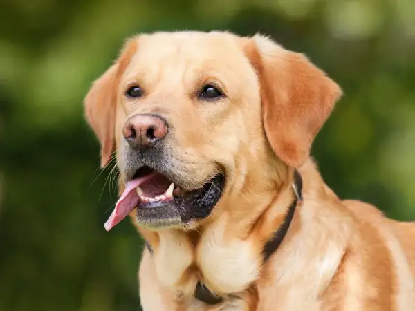 Zastanawiasz się, czy pies może jeść jogurt naturalny? Ten uroczy labrador z pewnością by się ucieszył z takiej przekąski!
