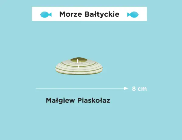 Jakim morzem jest Bałtyk? Odkryj jego tajemnice i cechy