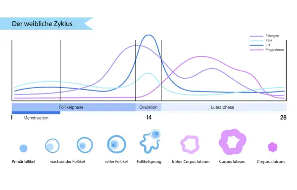 Der weibliche Zyklus: Hormonkurven zeigen den Höhepunkt der Ovulationsphase um Tag 14, gefolgt von Veränderungen im Corpus luteum.