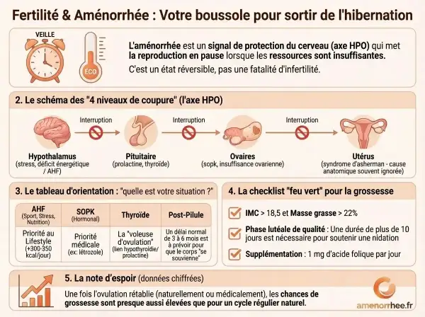 Schéma expliquant l'axe HPO et les causes de l'aménorrhée, essentiel pour la fertilité femme. Il détaille les niveaux de coupure et des conseils pour la grossesse.