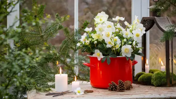 En vacker julros utomhus i en röd kruka, omgiven av granris, ljus och kottar. En mysig vinterscen.