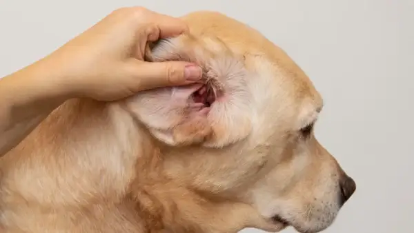 Dłoń bada zaczerwienione wnętrze ucha labradora, co może wskazywać na choroby uszu u psa.