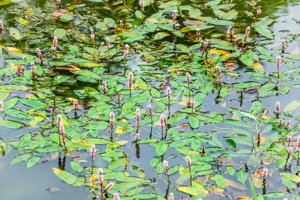 Un étang couvert de feuilles vertes et de longues tiges florales roses. Le potamot, avec ses fleurs délicates, prospère dans cette eau calme.