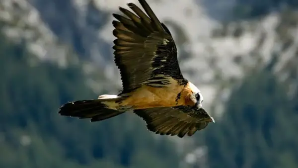 Un majestuoso quebrantahuesos surca los cielos de los Picos de Europa, con sus alas extendidas y su plumaje detallado.