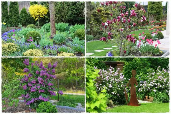 Wiosenne kwiaty w ogrodzie: fioletowe hiacynty, żółte żonkile, kwitnąca magnolia, różowe tulipany i kwitnący bez.