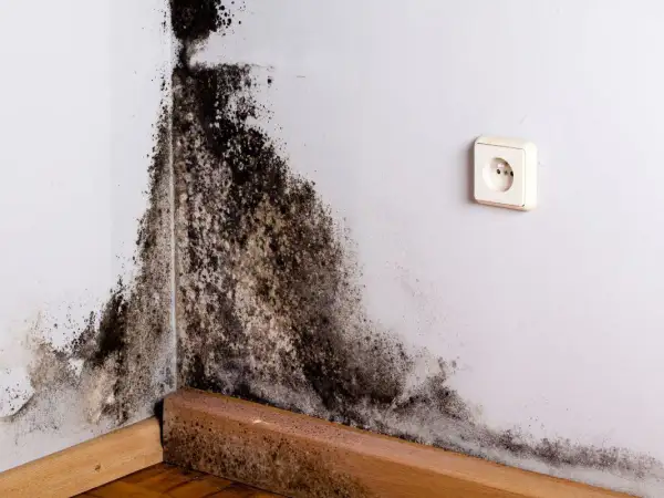 Coin de mur blanc envahi par une moisissure noire et brune. Le bois de la plinthe est également atteint.