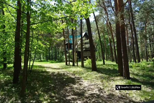 Ścieżka przez las prowadzi do drewnianego domu w letnisku Żarki. Słońce przebija się przez liście, tworząc cienie na ziemi.