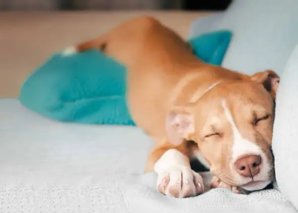 Un cachorro pitbull duerme plácidamente, mostrando sus tiernas patas y una de las muchas posturas dormir perro.
