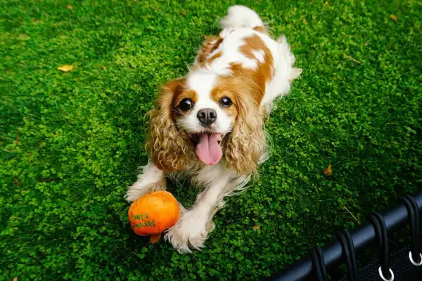 Uśmiechnięty cavalier spaniel leży na trawie obok pomarańczowej zabawki.