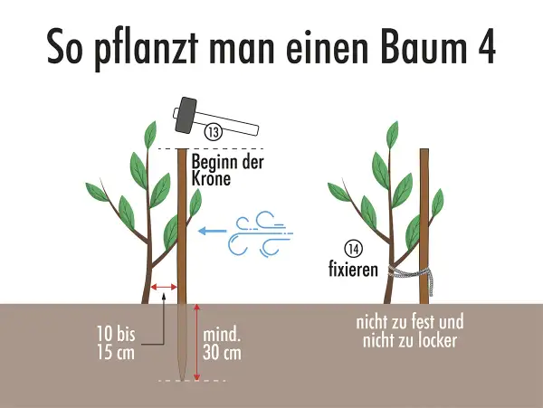 Anleitung zum Baum pflanzen: Pfahl einschlagen, Baum anbinden. Nicht zu fest, nicht zu locker.