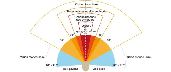 Schéma illustrant les champs de vision et l'acuité visuelle conduite. Vision binoculaire, reconnaissance des couleurs, symboles et lecture.