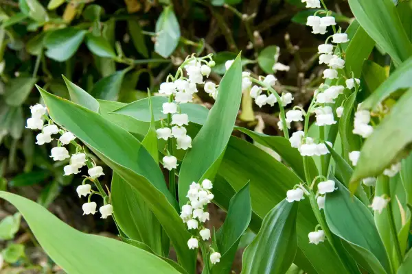 Des clochettes blanches délicates de muguet, parfaites pour savoir où planter muguet au printemps.