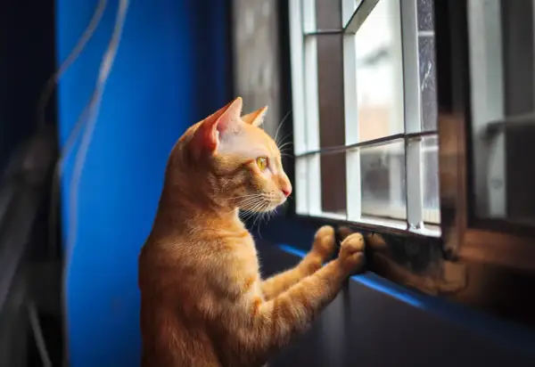 An orange cat with yellow eyes stares out a window, paws pressed against the sill, a clear sign of cat separation anxiety.
