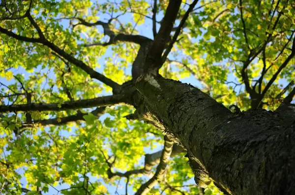 Patrząc w górę, widzimy rozłożyste korony drzew z zielonymi liśćmi i błękitnym niebem.