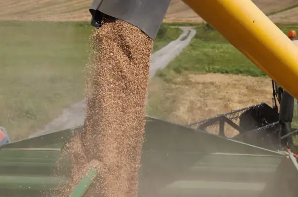 Zboże paszowe wysypuje się z kombajnu do przyczepy. Żniwa w pełni, widać pole i drogę.