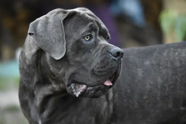 Potężny cane corso z niezwykłymi, niebieskimi oczami spogląda w bok, jego język lekko wystaje.