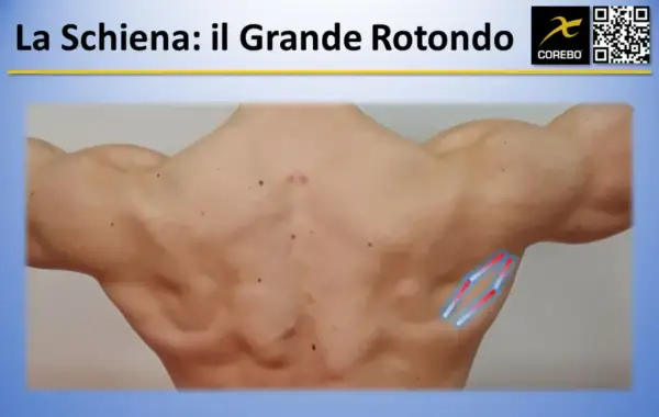 Muscoli schiena: il grande rotondo evidenziato con grafiche.