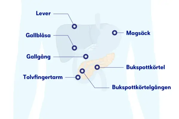 Illustration av organ i buken: lever, magsäck, gallblåsa, gallgång, tolvfingertarm och bukspottkörtel. Ont under revbenen båda sidorna kan relateras till dessa organ.