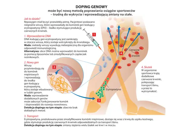 Ilustracja pokazuje doping genowy, gdzie wirusy wprowadzają DNA do komórek, by zwiększyć produkcję erytropoetyny i liczbę czerwonych krwinek, poprawiając wydolność sportowca.