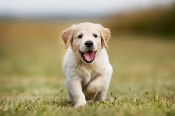 Szczenię golden retriever miniaturka biegnie przez trawę z radosnym wyrazem pyska.