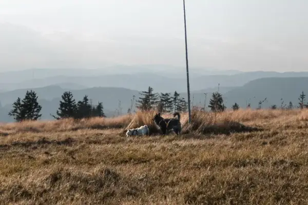 Dwa psy cieszą się wolnością na górskiej łące. Idealne miejsce, gdzie w góry z psem.