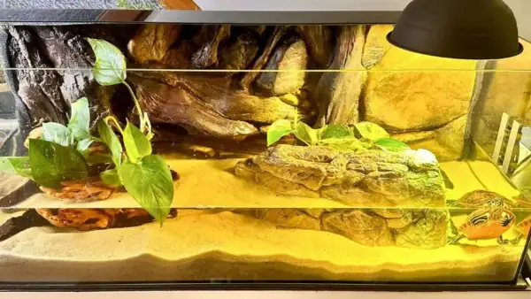 Mały żółw stepowy w swoim pięknym, piaszczystym terrarium z roślinami i kryjówkami.