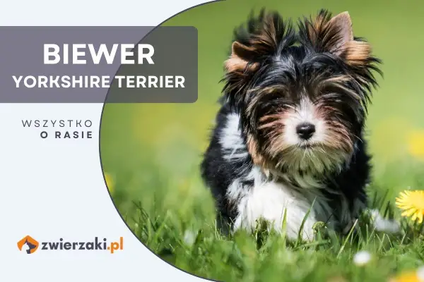Uroczy szczeniak rasy Biewer Yorkshire Terrier siedzi na trawie.