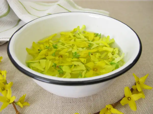 Kwiaty forsycji w wodzie, przygotowanie do syropu z forsycji. Wiosenny przepis na domowy syrop.