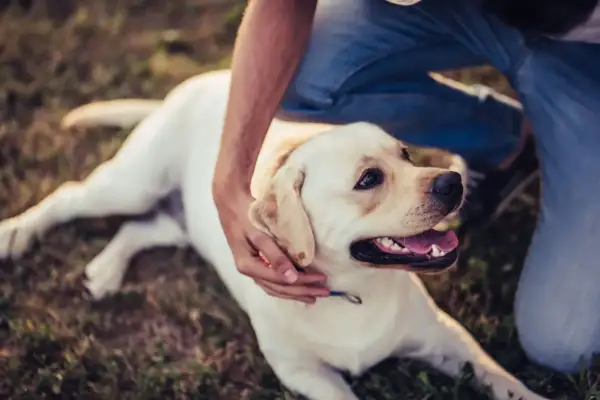 Labrador leży na trawie, głaskany przez właściciela. Pies ma otwarty pysk, co może sugerować kaszel sercowy u psa.