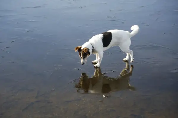 Mały piesek na lodzie, jak na plaży dla psów. Jego odbicie w wodzie jest jak drugi piesek.